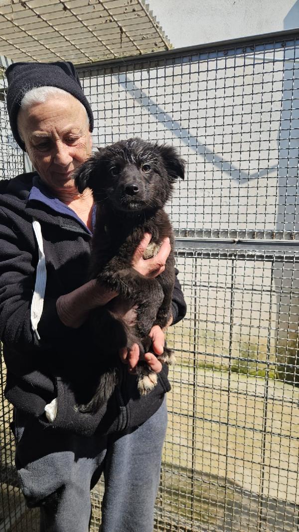 Perla Splendida Super Soffice Cucciolina Cerca Casa 