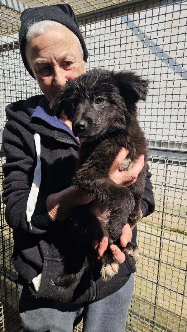 Perla splendida super soffice cucciolina cerca casa  Foto 4