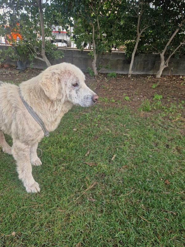 Fatima 2 anni dolcissima, cerca casa Foto 2