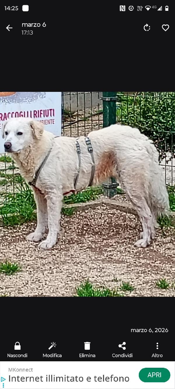 Fatima 2 anni dolcissima, cerca casa Foto 3