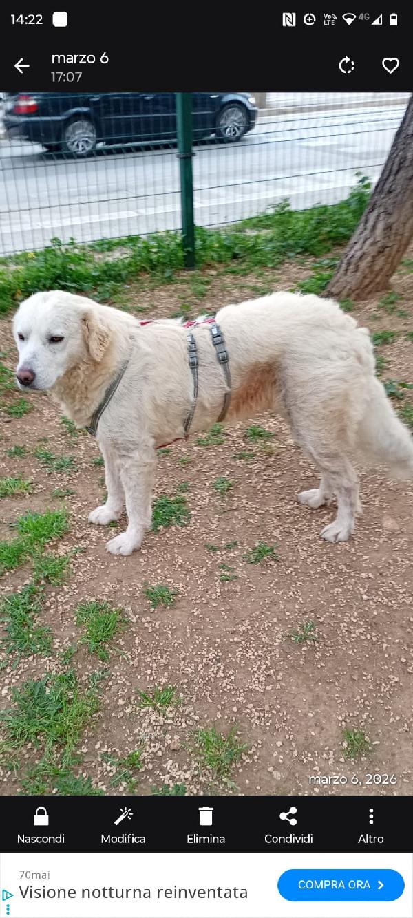 Fatima 2 anni dolcissima, cerca casa Foto 4