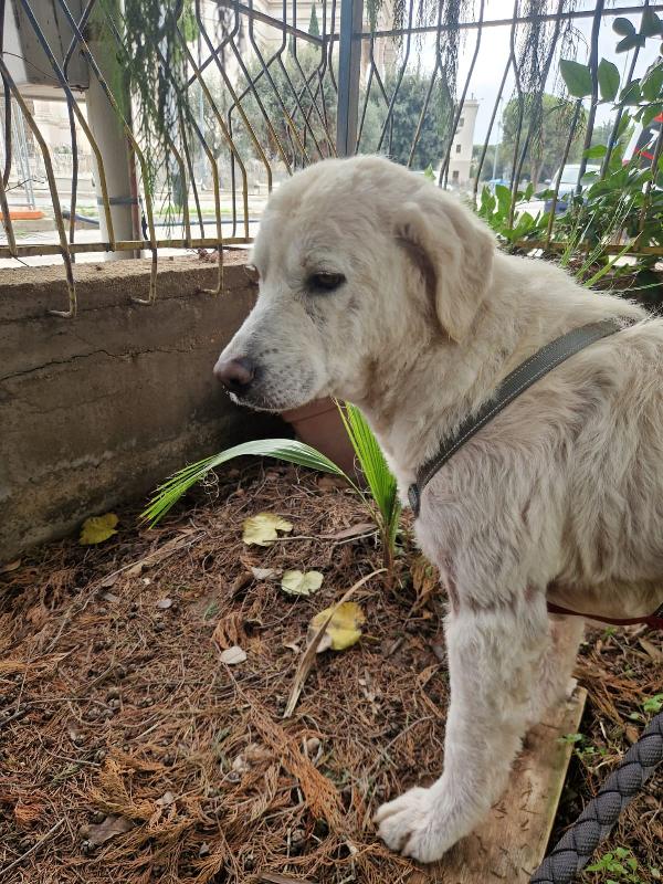 Fatima 2 anni dolcissima, cerca casa Foto 5
