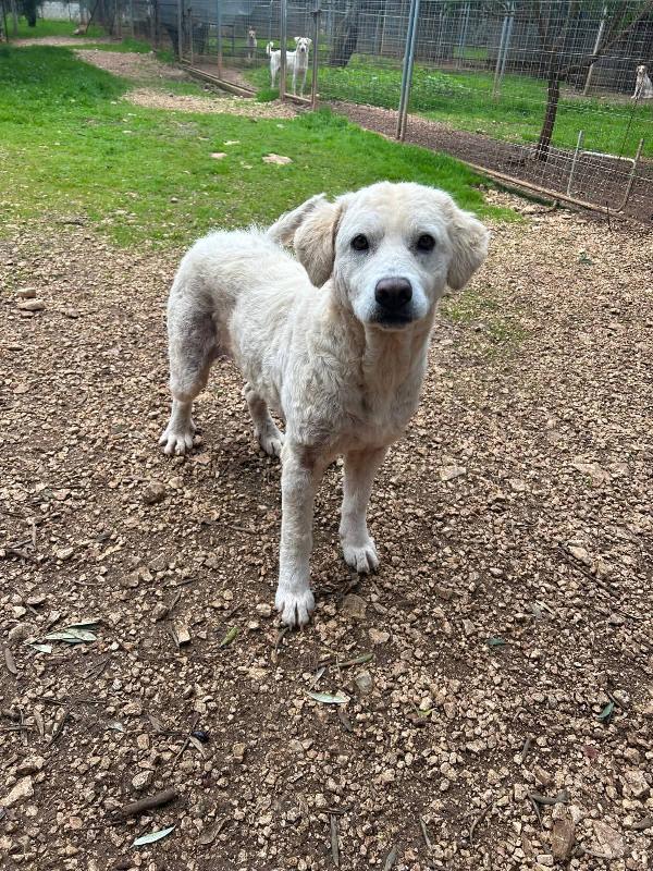Fatima 2 anni dolcissima, cerca casa Foto 7
