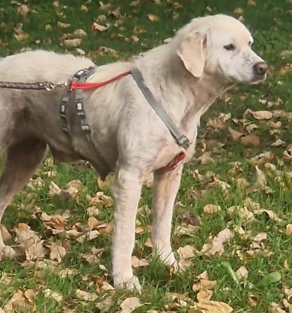 Fatima 2 anni dolcissima, cerca casa Foto 8