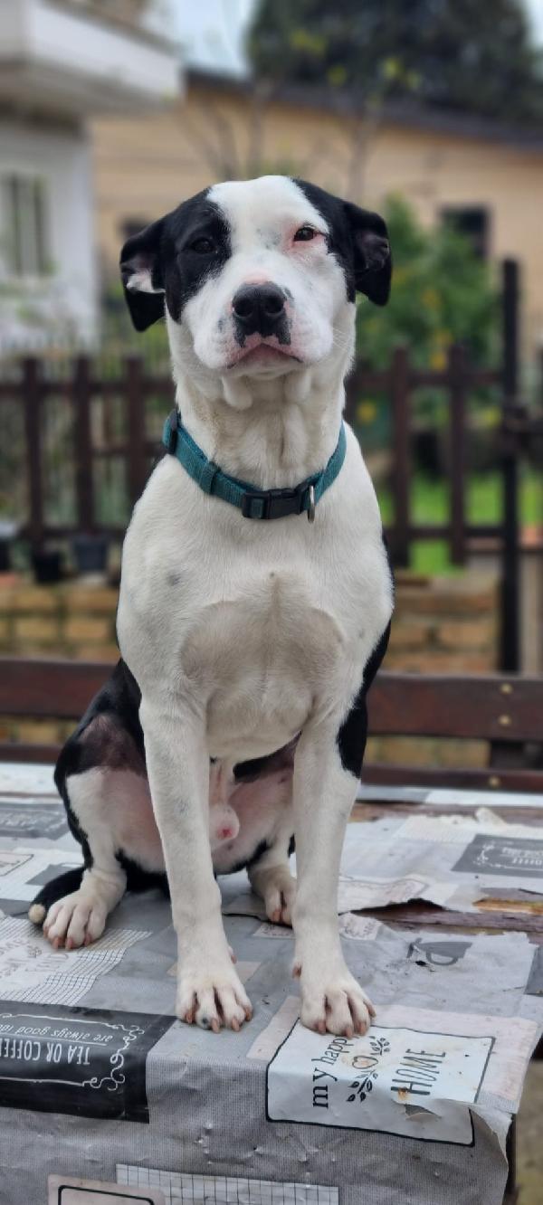 Dolcissimo Mix Amstaff Jack