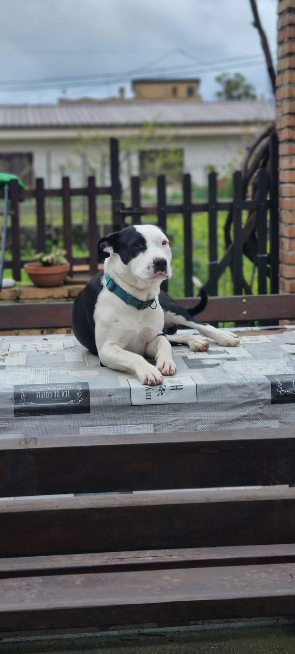 DOLCISSIMO MIX AMSTAFF JACK Foto 2