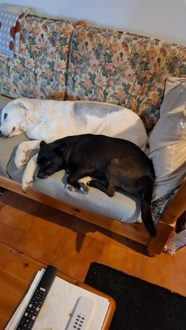 ARON, TAGLIA PICCOLA, DOLCISSIMO Foto 3