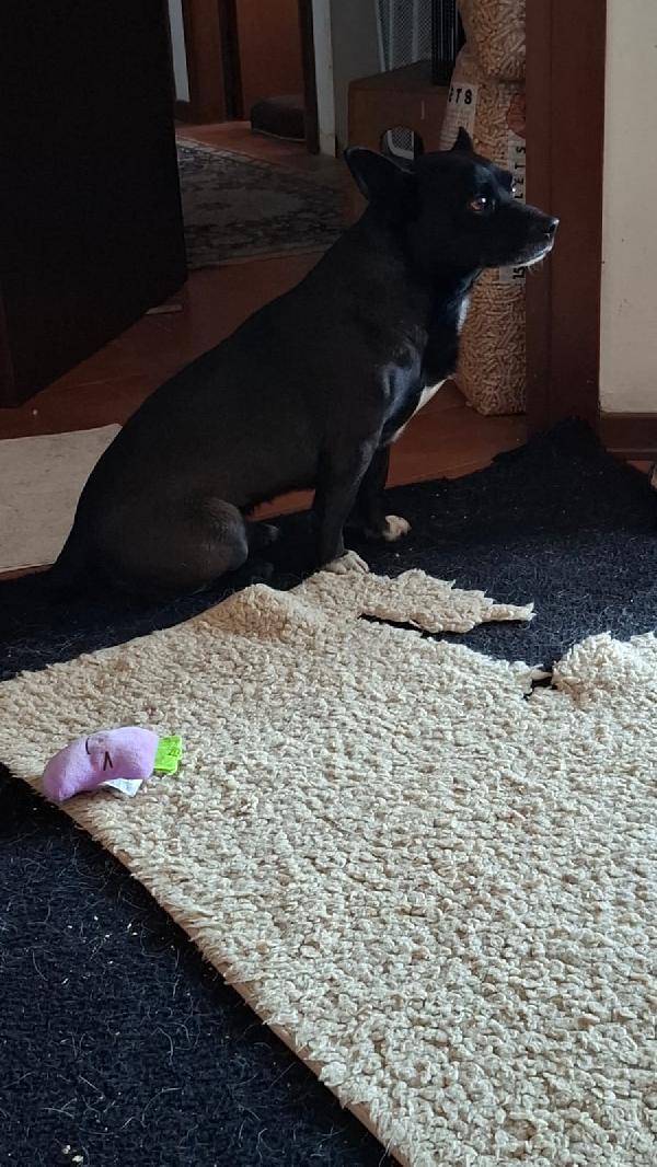 ARON, TAGLIA PICCOLA, DOLCISSIMO Foto 4