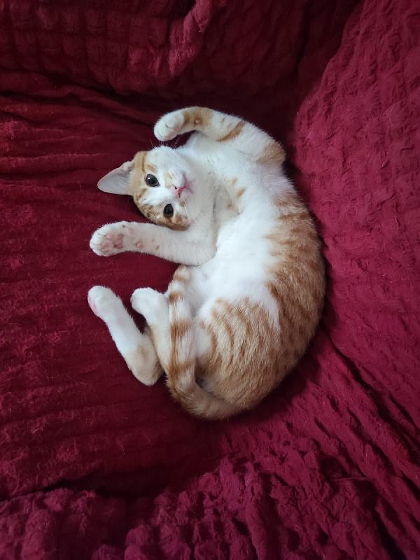 Moreno Dolcissimo Micino Rosso E Bianco 