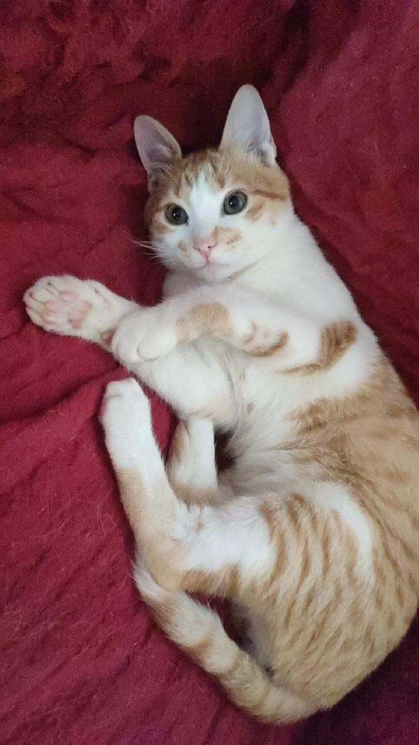 Moreno dolcissimo micino rosso e bianco  Foto 2