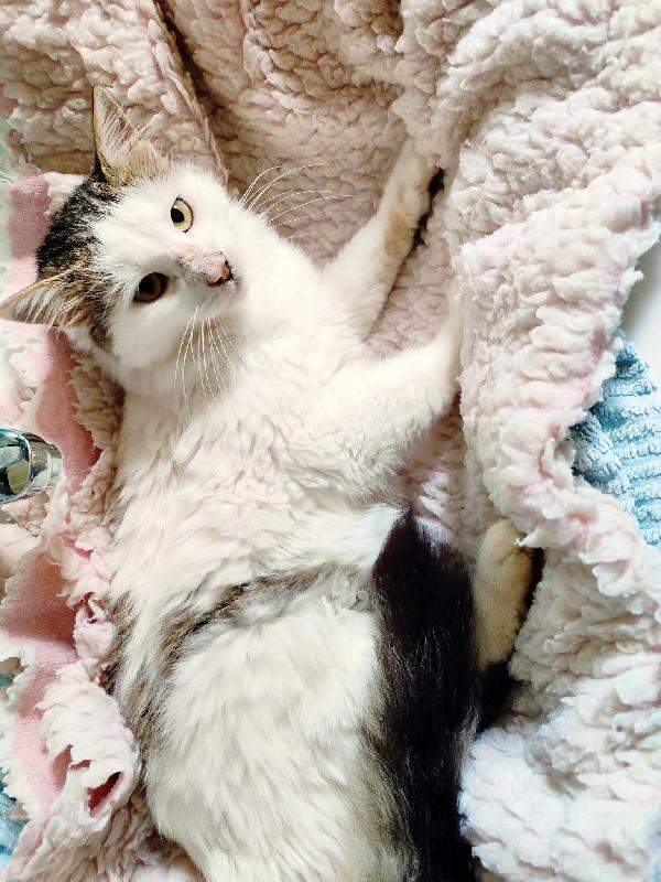 Roman Dolcissimo Micio A Pelo Lungo