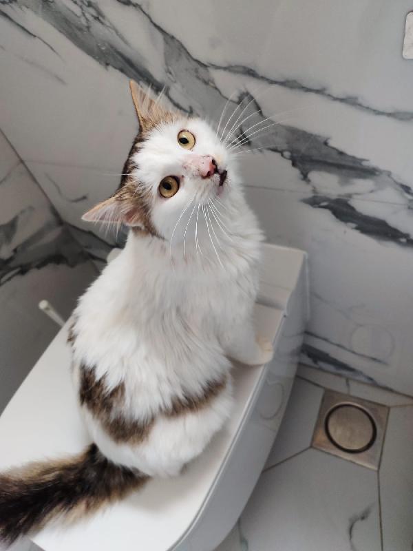 Roman dolcissimo micio a pelo lungo Foto 2