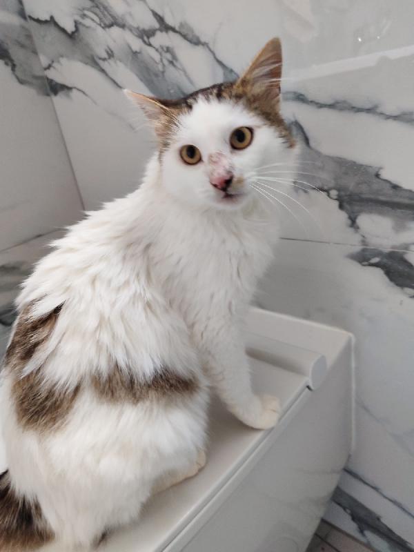 Roman dolcissimo micio a pelo lungo Foto 3