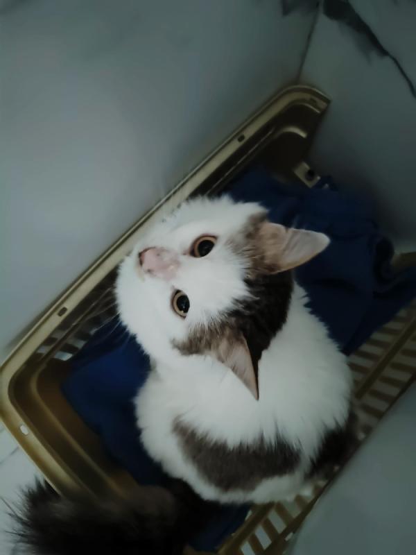 Roman dolcissimo micio a pelo lungo Foto 4