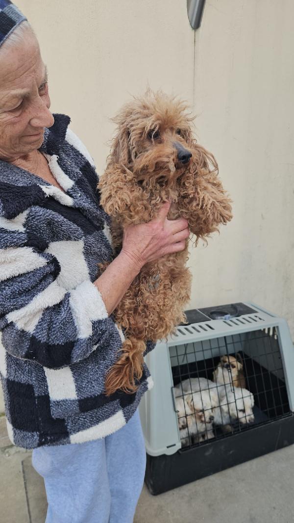 Pegaso: 4 Kg, 2 Anni, Socievole Con Tutti 