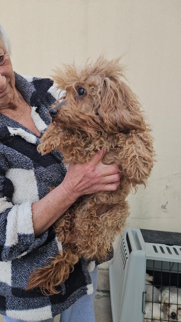 Pegaso: 4 kg, 2 anni, socievole con tutti  Foto 3