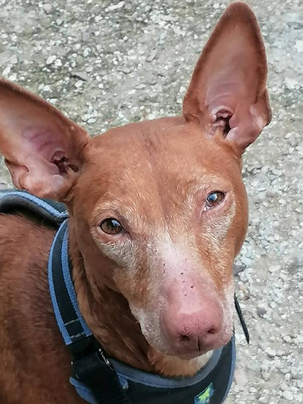 Briciola ❤️ Cirneco Dell'etna 