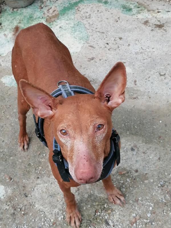 BRICIOLA ❤️ cirneco dell'Etna  Foto 2