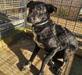 Carlo: Anima Semplice, Dolce E Gentile 