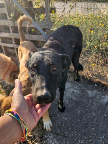 Carlo: anima semplice, dolce e gentile  Foto 2