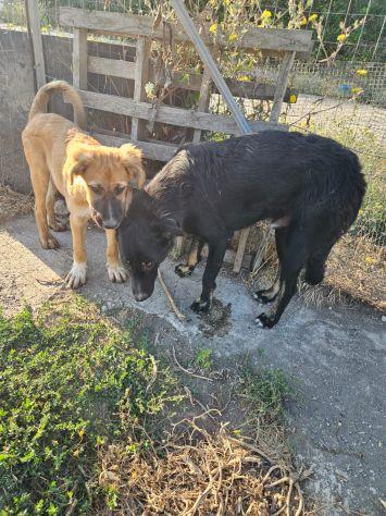 Carlo: anima semplice, dolce e gentile  Foto 3