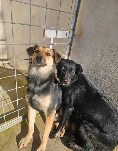 Carlo: anima semplice, dolce e gentile  Foto 5