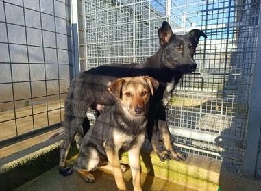 Carlo: anima semplice, dolce e gentile  Foto 6