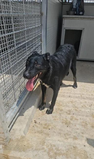 Carlo: anima semplice, dolce e gentile  Foto 7