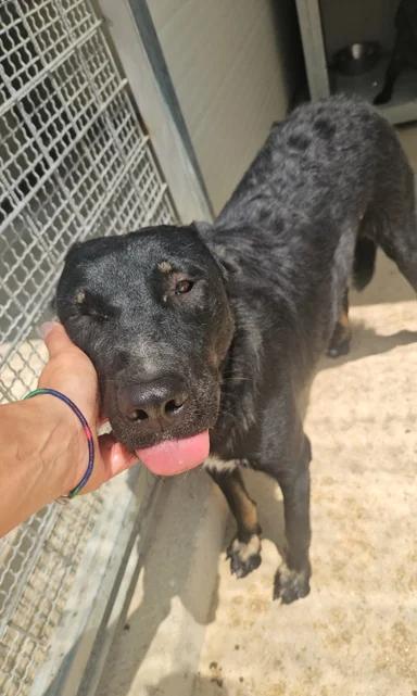 Carlo: anima semplice, dolce e gentile  Foto 8