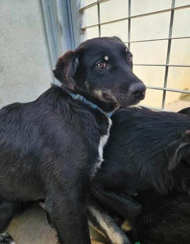 Carlo: anima semplice, dolce e gentile  Foto 9