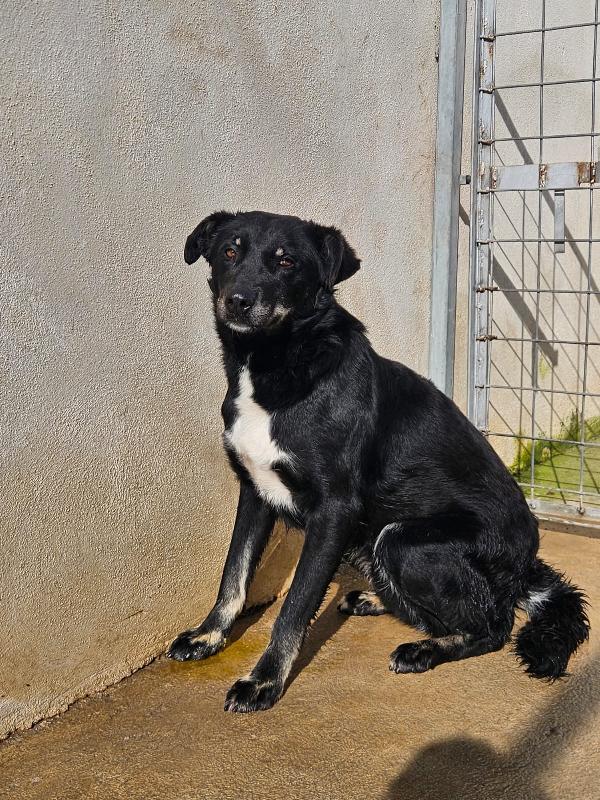 Carlo: anima semplice, dolce e gentile  Foto 11