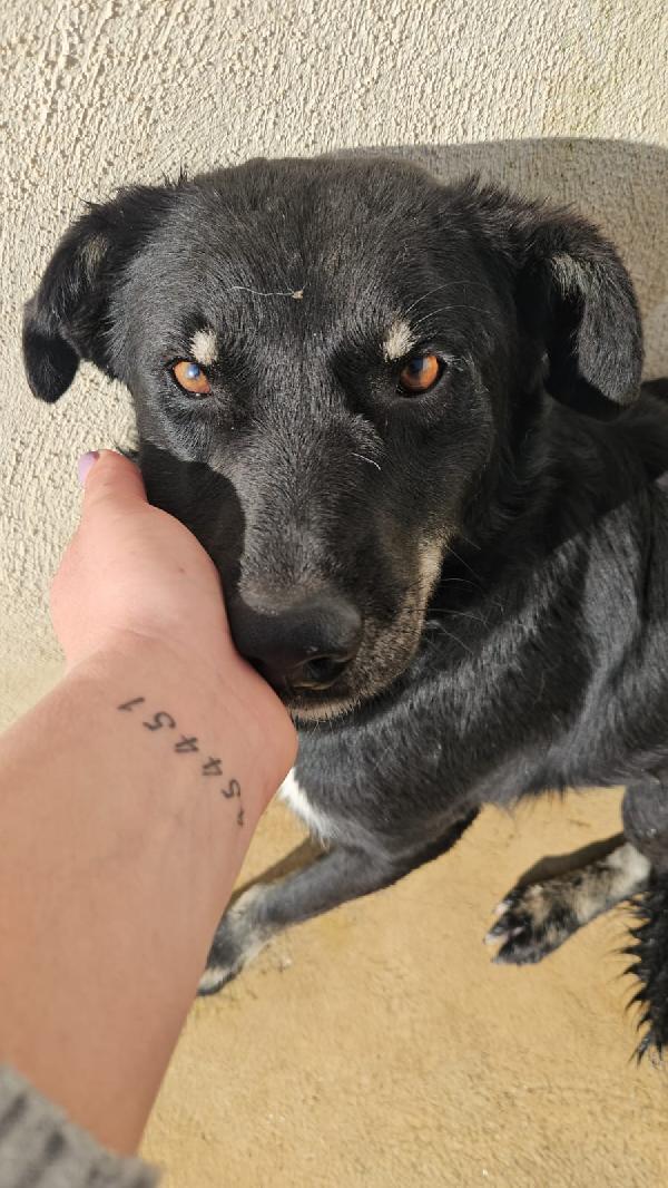 Carlo: anima semplice, dolce e gentile  Foto 12