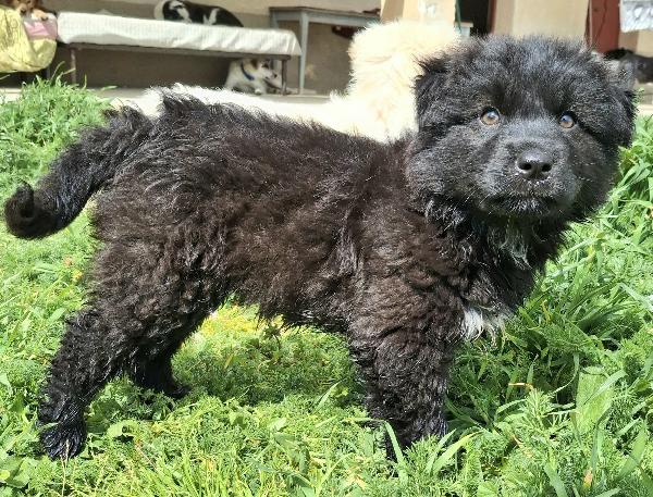 Brian 2 Mesi Taglia Media Grande 