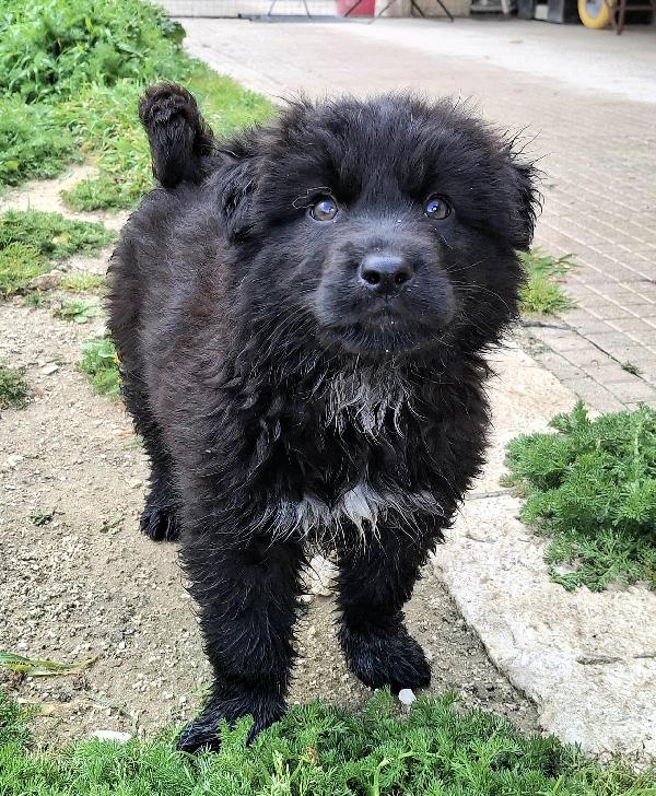 Brian 2 mesi taglia media grande  Foto 2