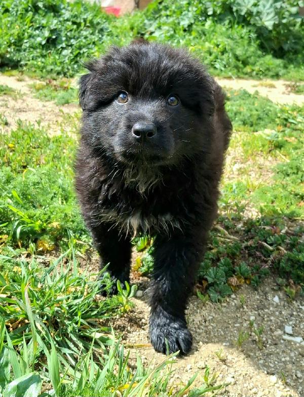 Brian 2 mesi taglia media grande  Foto 3