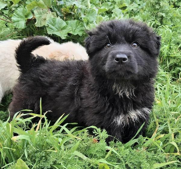 Brian 2 mesi taglia media grande  Foto 4