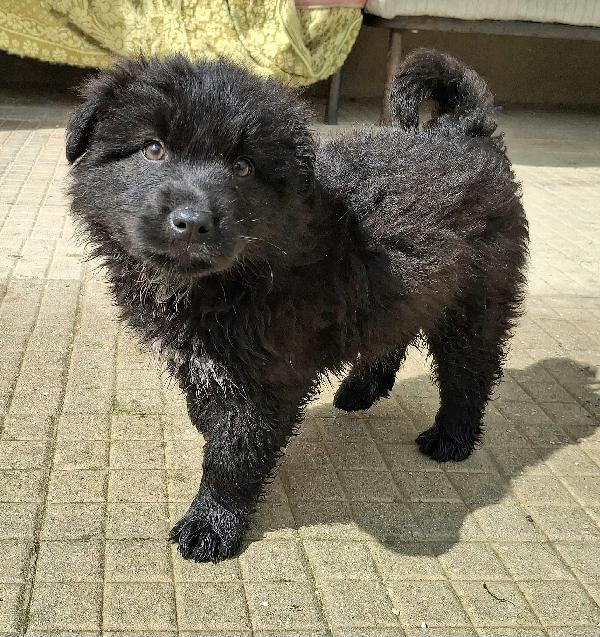 Brian 2 mesi taglia media grande  Foto 5