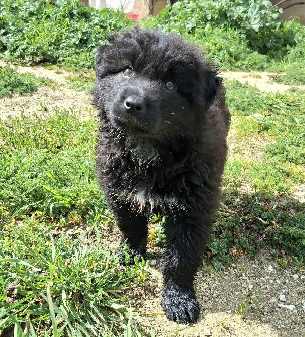 Brian 2 mesi taglia media grande  Foto 6