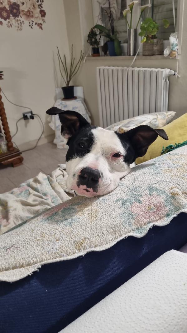 Jack splendido giovane mix amstaff cerca famiglia  Foto 3