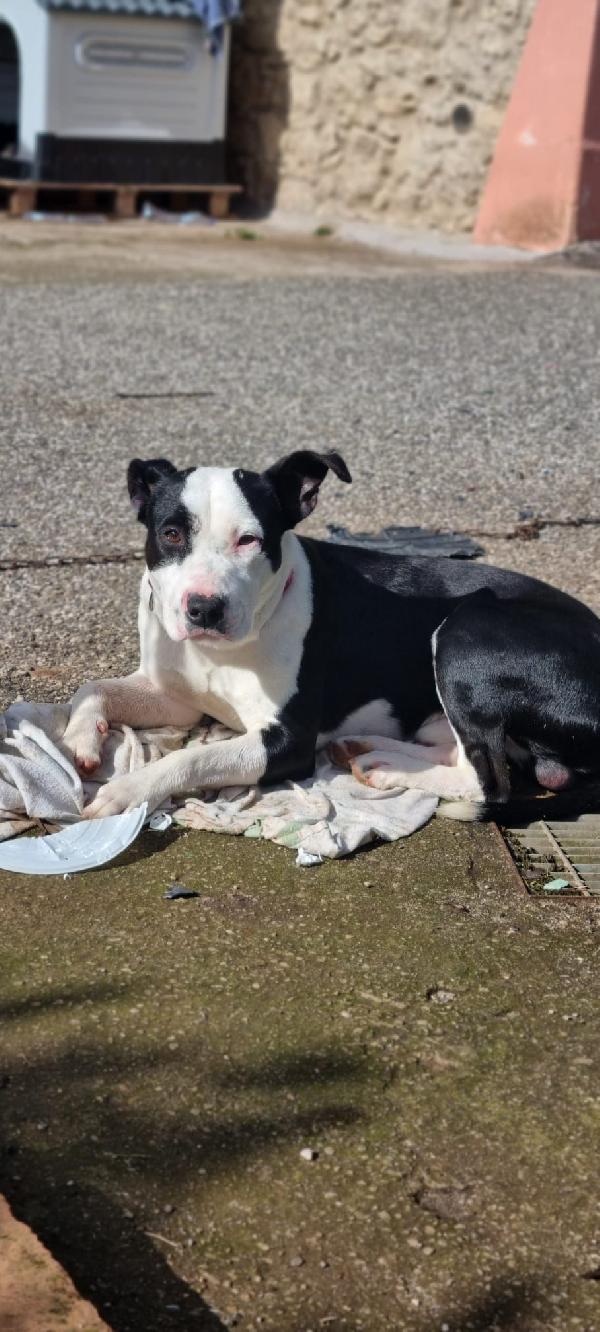 Jack splendido giovane mix amstaff cerca famiglia  Foto 7