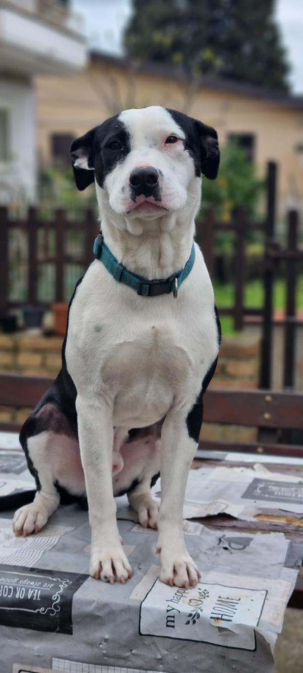 Jack splendido giovane mix amstaff cerca famiglia  Foto 8