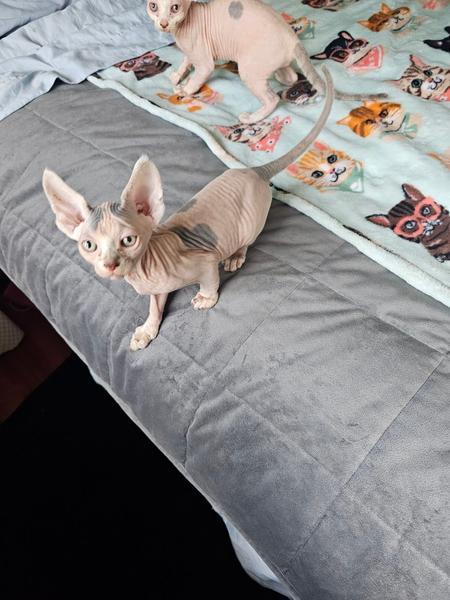 Gattini Sphynx selezionati