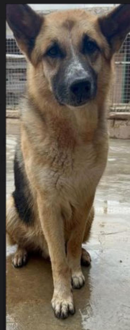 Pastore Tedesco 7anni salvato conciato LIGURIA  Foto 3