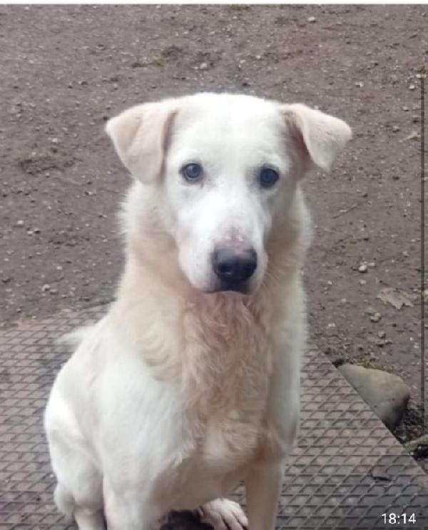 Bugo Quasi 4Anni Mix Labrador Salito 2Anni Fa E Rifiutato