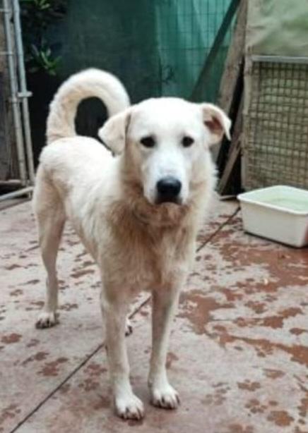 Bugo quasi 4anni mix Labrador salito 2anni fa e rifiutato Foto 2