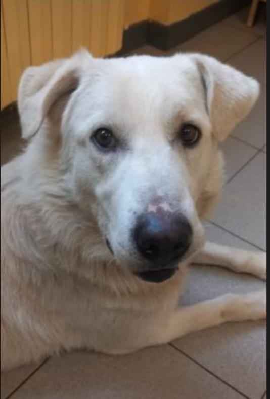 Bugo quasi 4anni mix Labrador salito 2anni fa e rifiutato Foto 3