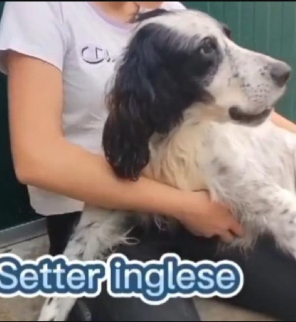 Setter Inglese 10anni IPOVEDENTE SFORTUNATO.BRESCIA Foto 2