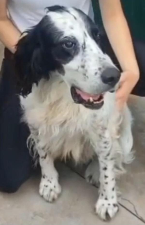 Setter Inglese 10anni IPOVEDENTE SFORTUNATO.BRESCIA Foto 4