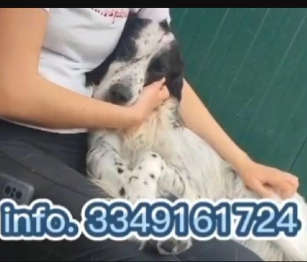 Setter Inglese 10anni IPOVEDENTE SFORTUNATO.BRESCIA Foto 5