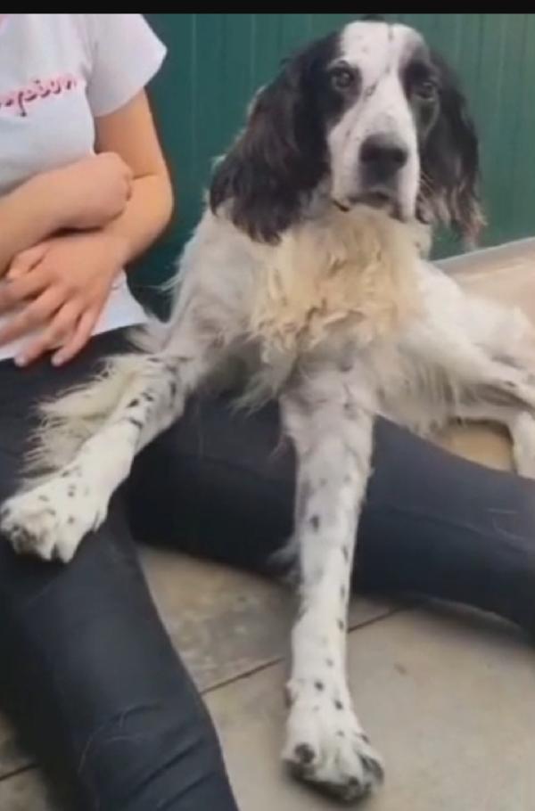 Setter Inglese 10anni IPOVEDENTE SFORTUNATO.BRESCIA Foto 6